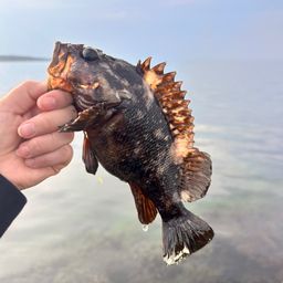 オウゴンムラソイ