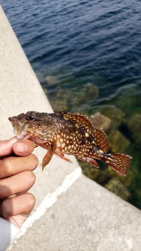 カサゴの釣果