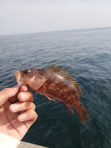 キジハタの釣果
