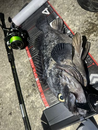 クロソイの釣果