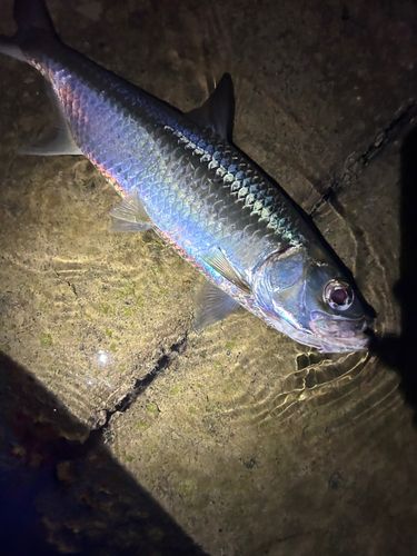 ターポンの釣果