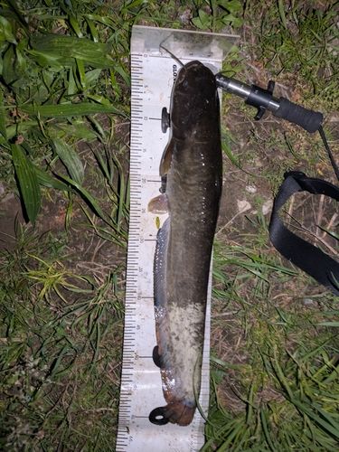 マナマズの釣果