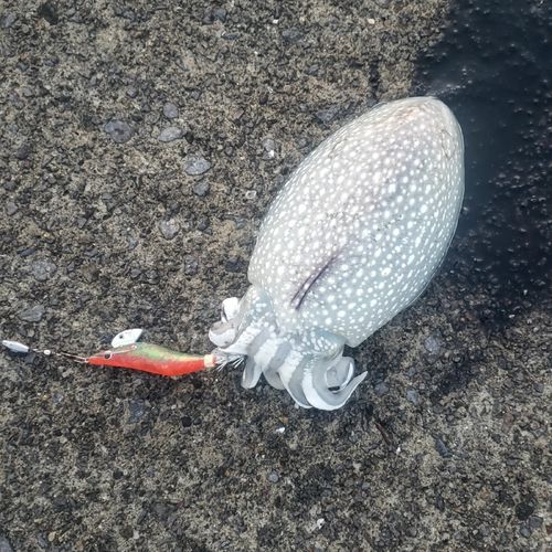 シリヤケイカの釣果