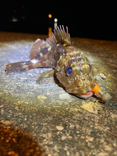 カサゴの釣果