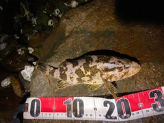 タケノコメバルの釣果