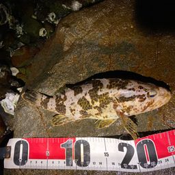 タケノコメバル