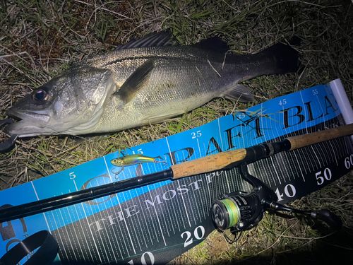 フッコ（マルスズキ）の釣果