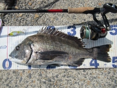 クロダイの釣果