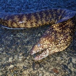 ウツボ