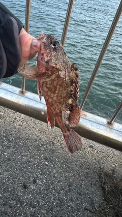 カサゴの釣果