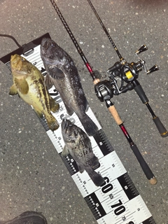 クロソイの釣果