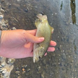 スモールマウスバス