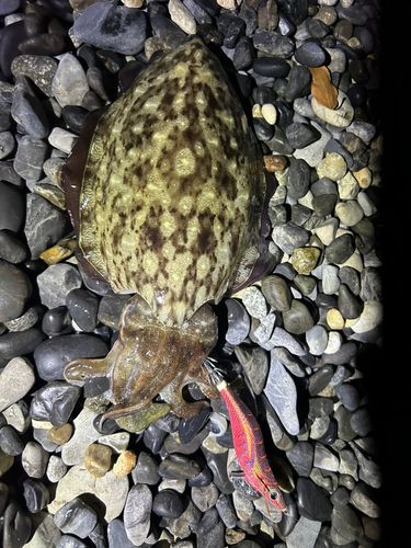 コウイカの釣果