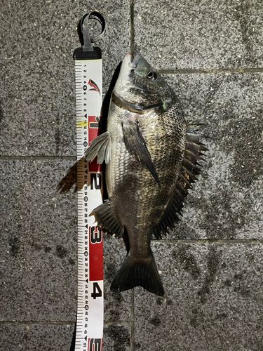クロダイの釣果