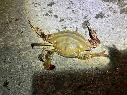 ガザミ