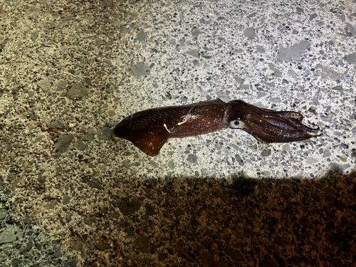 マメイカ