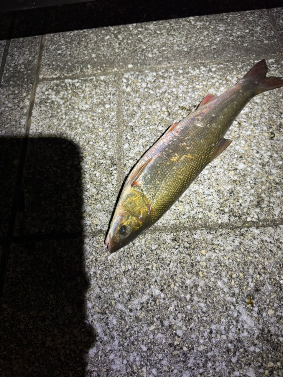 ウグイ