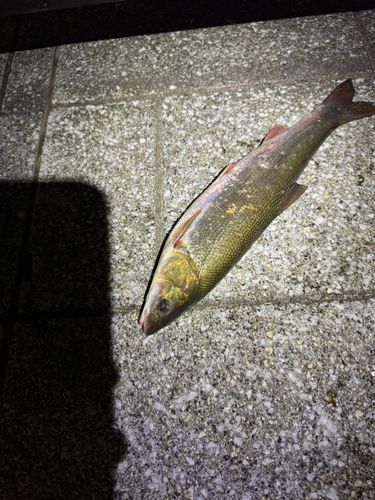 ウグイ