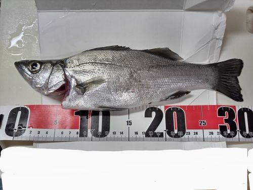 セイゴ（ヒラスズキ）の釣果
