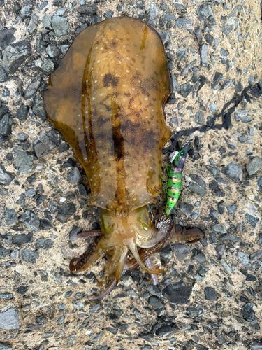 アオリイカの釣果