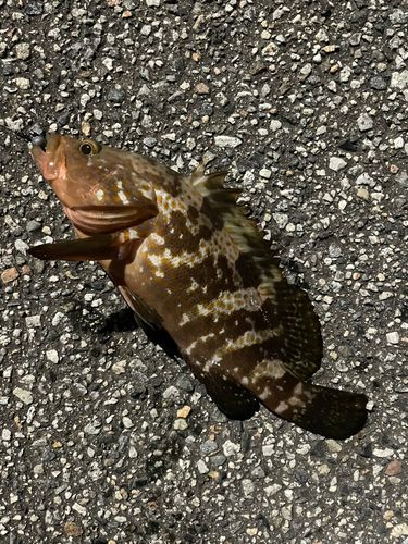 キジハタの釣果