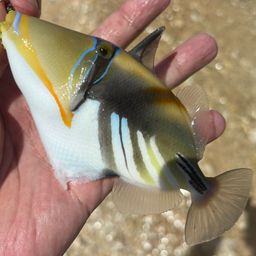 ムラサメモンガラ