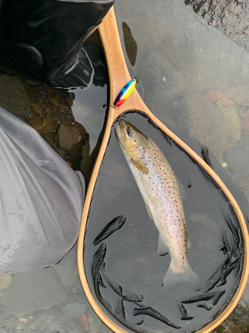 ブラウントラウト