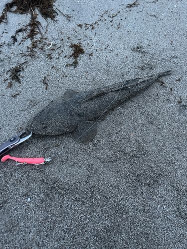 マゴチの釣果