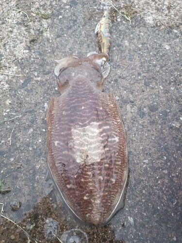 コウイカの釣果