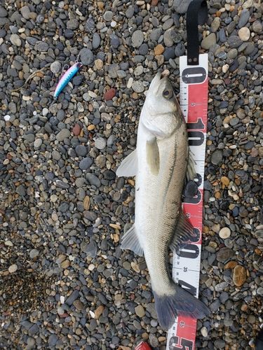 セイゴ（マルスズキ）の釣果