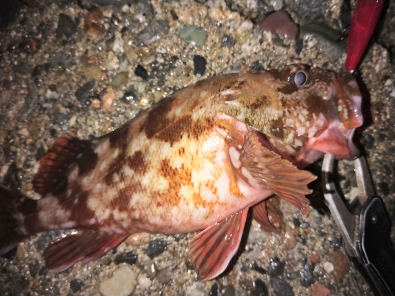 カサゴ