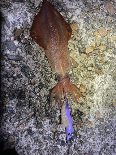 ケンサキイカの釣果