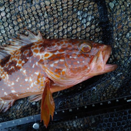 キジハタの釣果