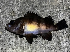 メバルの釣果