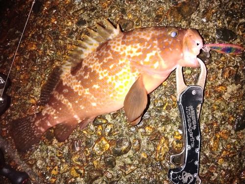 キジハタの釣果