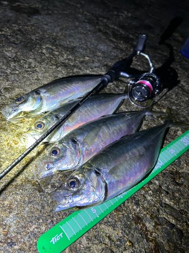 マアジの釣果