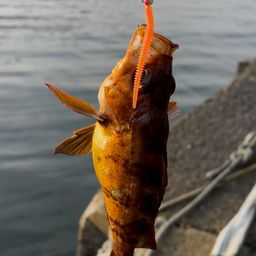 メバル