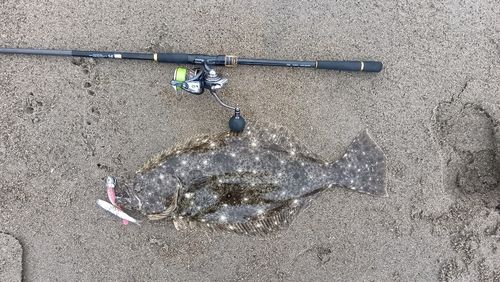 ヒラメの釣果