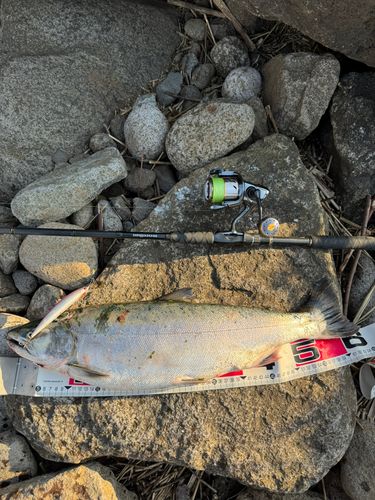 サクラマスの釣果