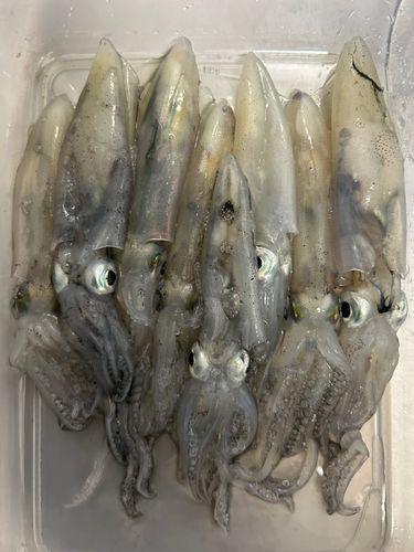 ヒイカの釣果