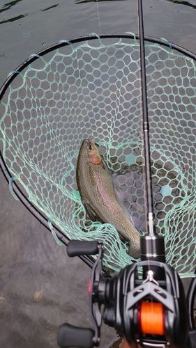 ニジマスの釣果