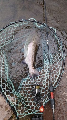 ニジマスの釣果