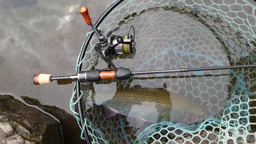 ニジマスの釣果