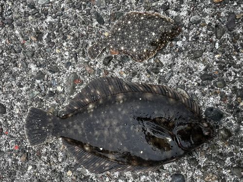 クロガシラガレイの釣果