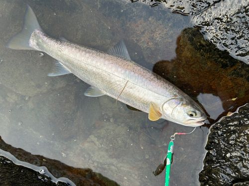 アメマスの釣果