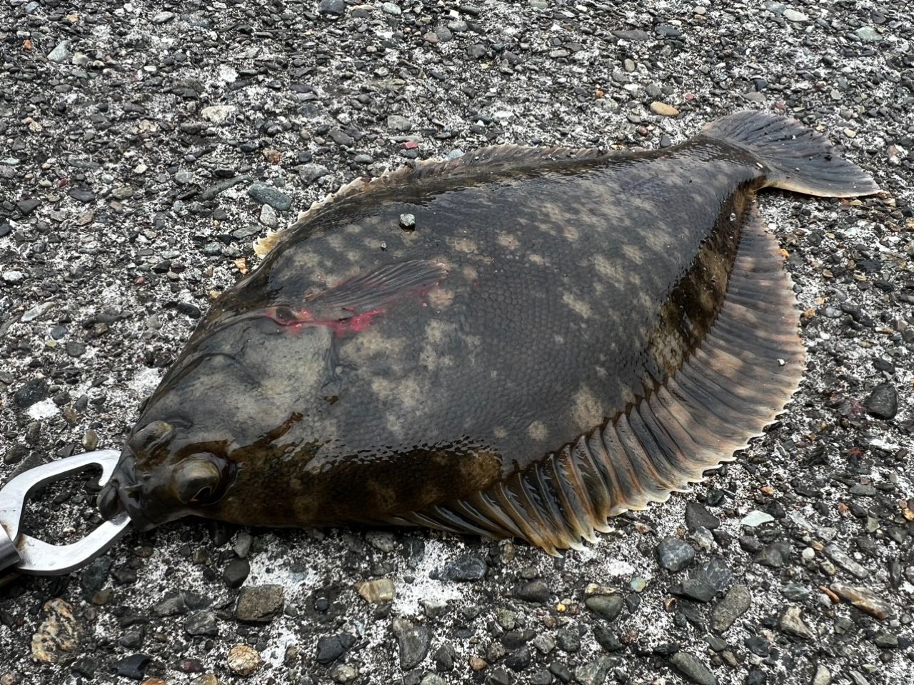 クロガシラガレイ