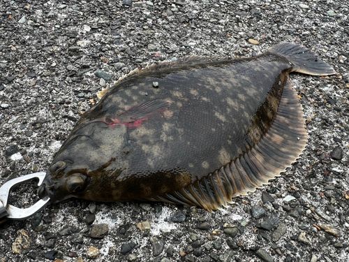 クロガシラガレイの釣果
