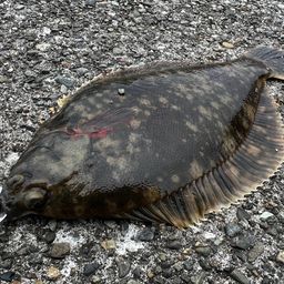 クロガシラガレイ
