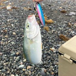 ワカシ