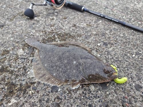 カレイの釣果